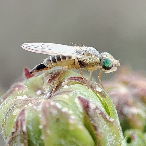 Sow-thistle Fly