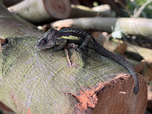 Knysna Dwarf Chameleon