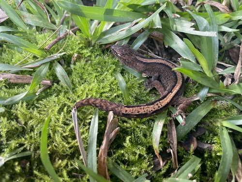 Marbled Leaf-toed Gecko