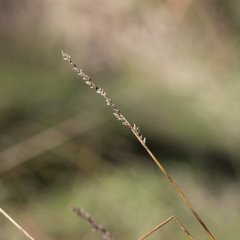 Carex tereticaulis