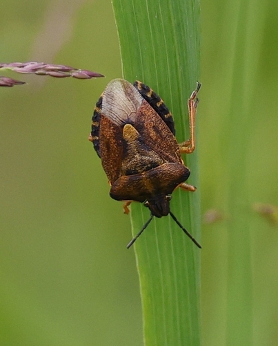 Black-shouldered Shieldbug