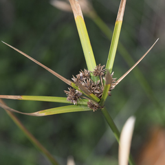 Cyperus vaginatus
