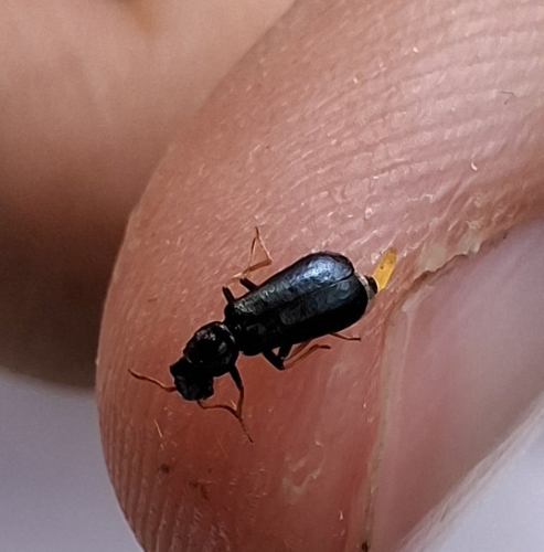 Apalochrus femoralis