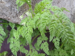 Torilis nodosa
