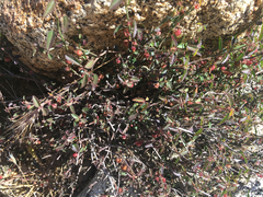 Ayenia compacta