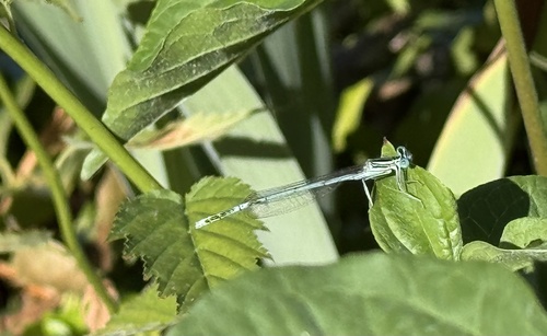 Blue Featherleg
