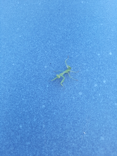 Transcaucasian Giant Mantis