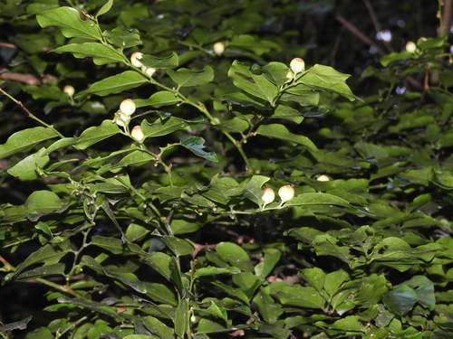 Breynia stipitata, 2026-06-20