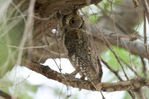 Eurasian Scops-Owl