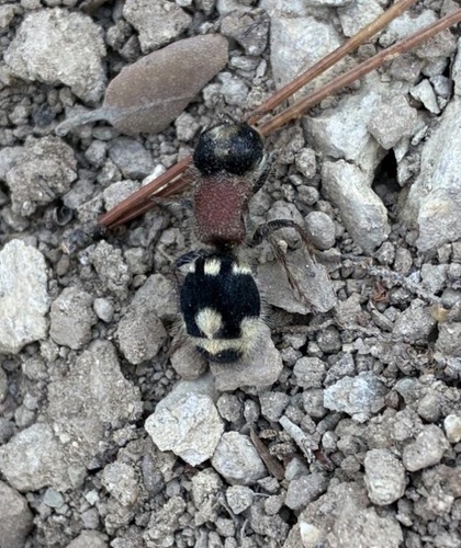 Ronisia barbarula