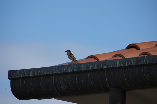 Italian Sparrow