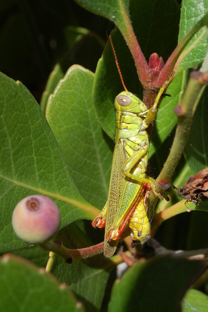 Yarrow's Grasshopper