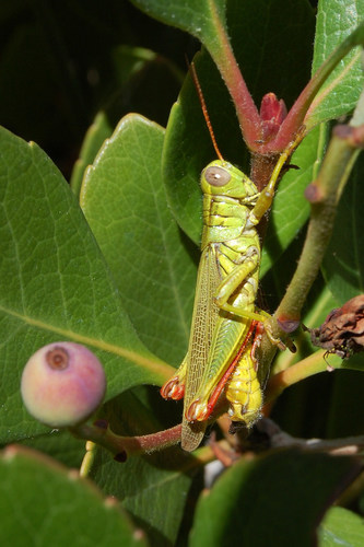 Yarrow's Grasshopper