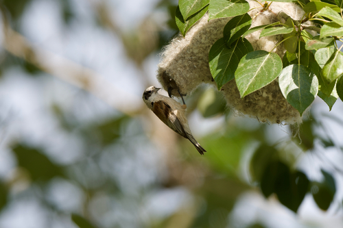 White-crowned Penduline-Tit