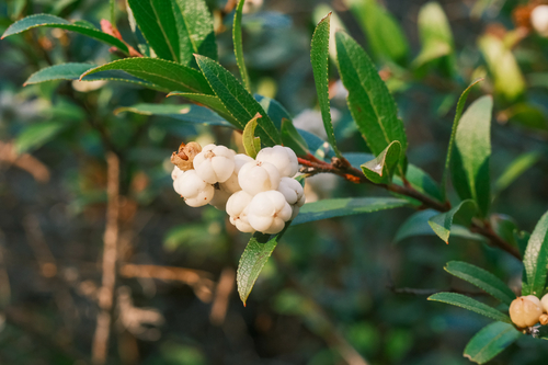 Gaultheria appressa observed 2026-06-27