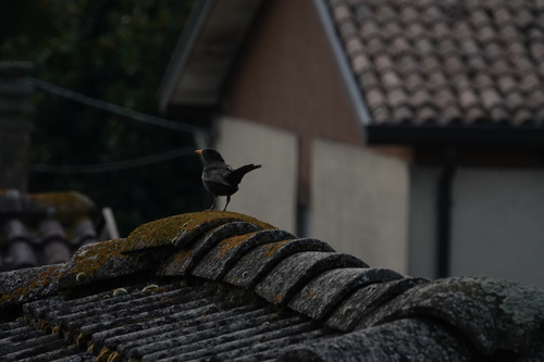 Eurasian Blackbird