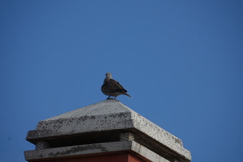 Eurasian Collared-Dove