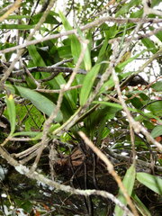 Lepisorus mucronatus