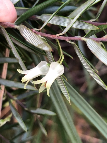 Lissanthe sapida, 2026-07-02