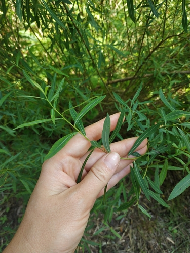 Наблюдение на iNaturalist
