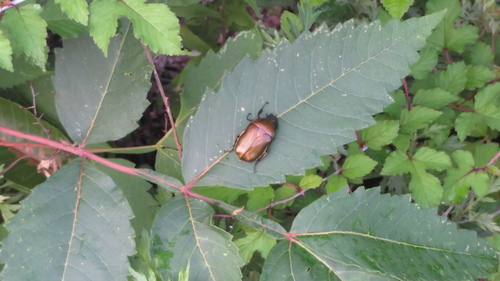 Japanese Drone Beetle