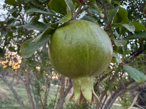pomegranate