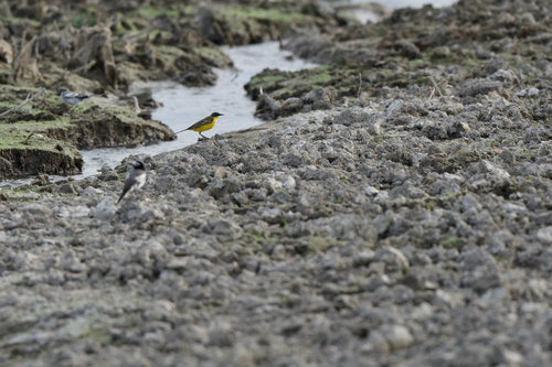 Western Yellow Wagtail