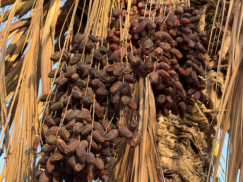 Date Palm