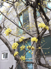 Cornus officinalis