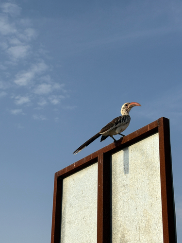Northern Red-billed Hornbill