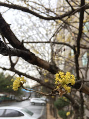 Cornus officinalis