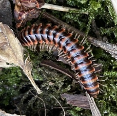 Semionellus placidus