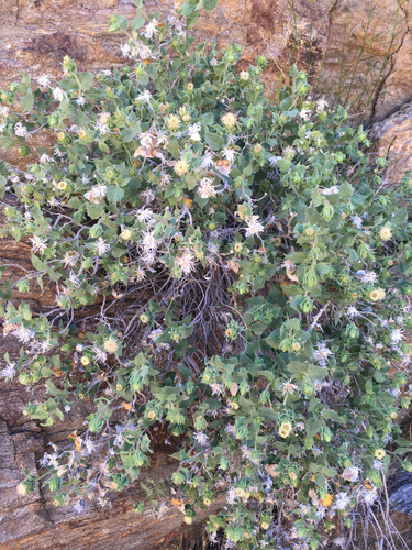 Attractive brickellbush (Brickellia atractyloides)