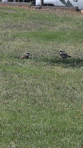 Spur-winged Lapwing