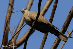 Streptopelia decaocto