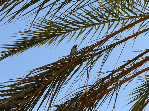 Spanish Sparrow