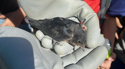 Barn Swallow