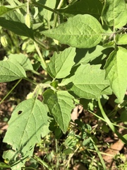 Physalis virginiana