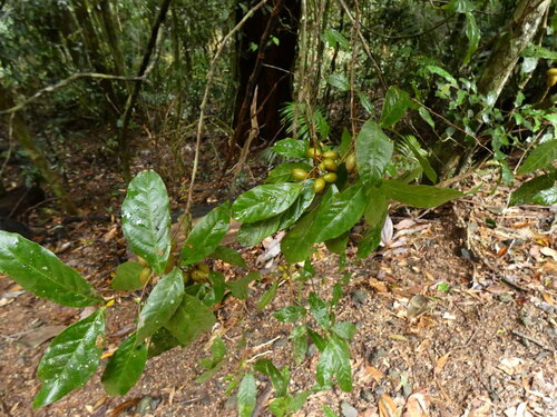 Arytera pauciflora observed 2026-07-02