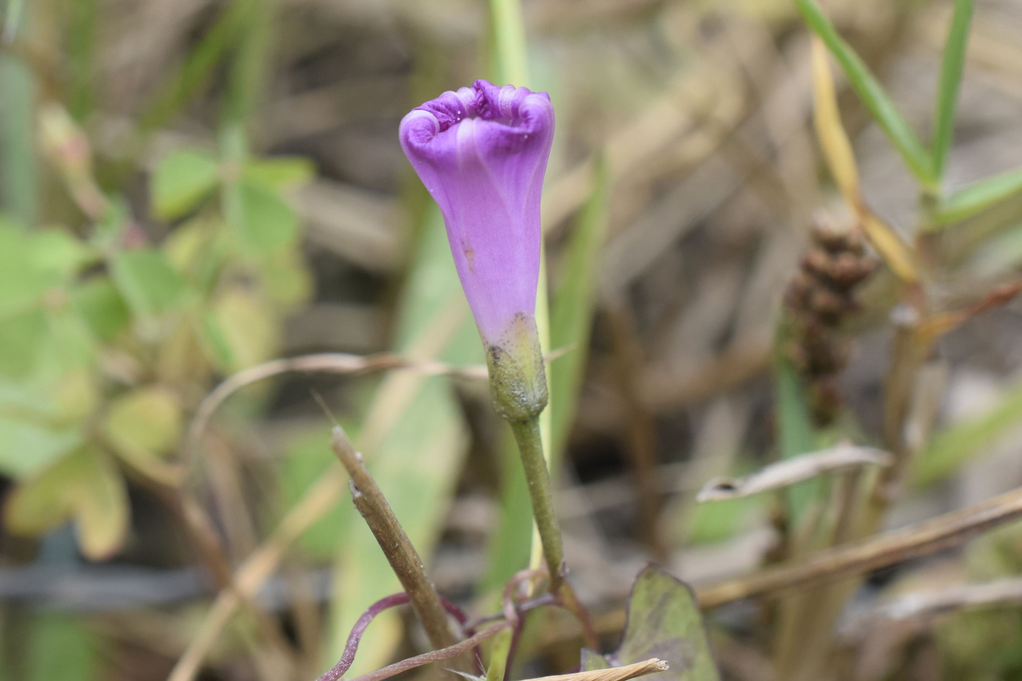 Ipomoea dumetorum image