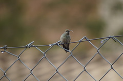 Colibri serrirostris