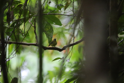 Yellow-bellied Longbill (Toxorhamphus novaeguineae), photo 10