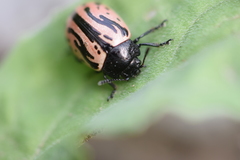 Calligrapha sigmoidea