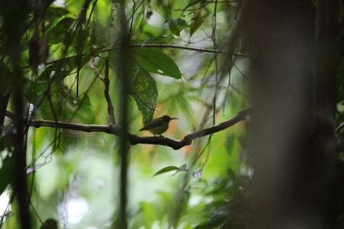 Yellow-bellied Longbill (Toxorhamphus novaeguineae), photo 5