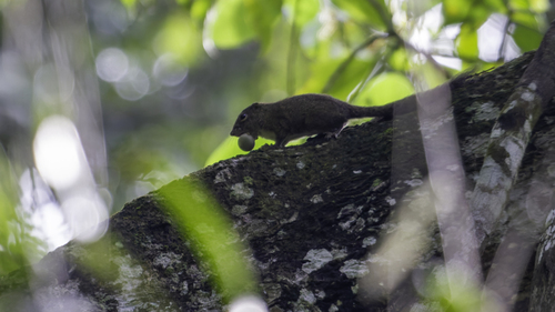 Slender Squirrel