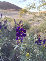 Psorothamnus fremontii