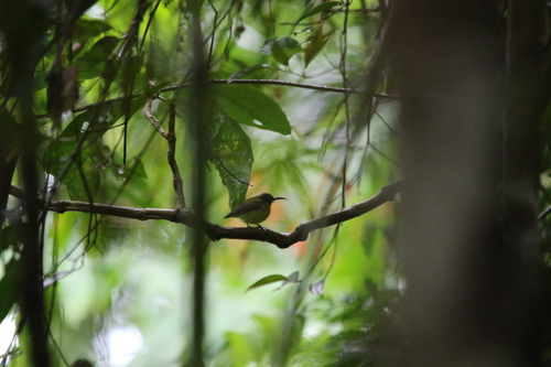Yellow-bellied Longbill (Toxorhamphus novaeguineae), photo 6
