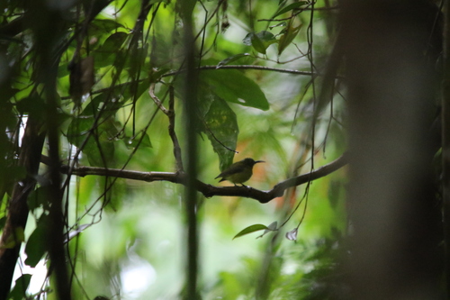 Yellow-bellied Longbill (Toxorhamphus novaeguineae), photo 9