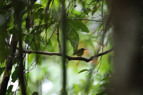 Yellow-bellied Longbill (Toxorhamphus novaeguineae), photo 8