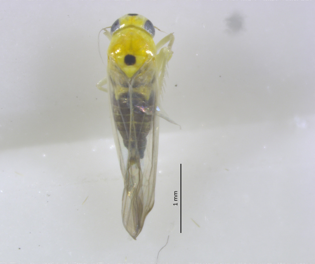 Minionia